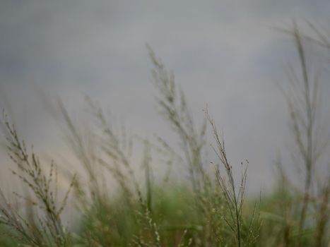 Grass flowers flutter in the wind