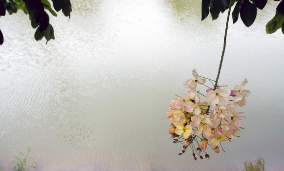 Chaiyapruek Bouquet on water surface background