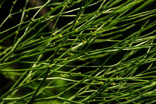 Sporangia on the of Psilotum nudum on aerial stems arising from horizontal rhizomes