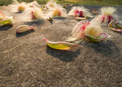 Flower of Tummy-wood fall on ground