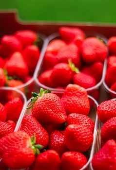 Strawberries packaged in box, sweet ripe perfect strawberry harvest, organic garden and agriculture concept