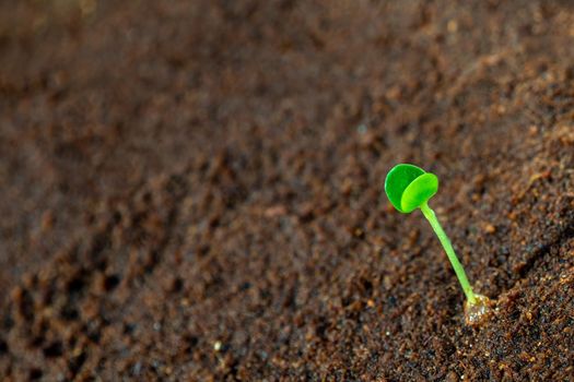 Young seeding sprout up on the moist soil