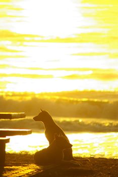 The silhouette of a dog lying on the beach and the golden light of the sunset reflecting on the sea surface