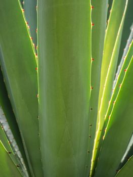 Agave succulent plant, close up white wax on freshness leaves with thorn of Agave leaf
