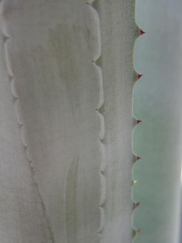 Agave succulent plant, close up white wax on freshness leaves with thorn of Agave leaf