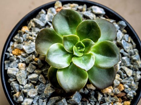 Succulent plant close-up, freshness leaves of Echeveria Melaco