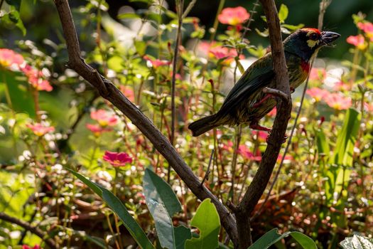 The Coppersmith barbet bird in the garden