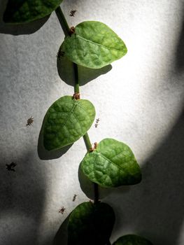 The Climbing Fig on the concrete wall in shade and light of sunlight