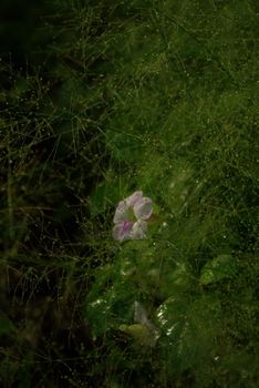 A Pink flower of Asystasia gangetica in the Cyrtococcum patens field