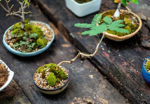 Small tree setting put it in a small pot as a mini bonsai