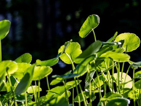 Full-frame leaves of Hydrocotyle umbellate as nature background