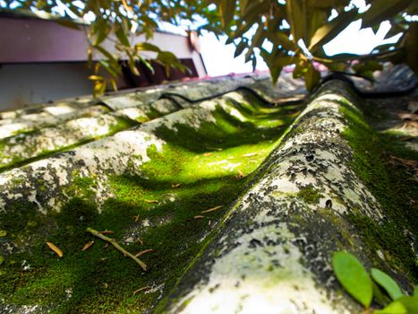 Moss on roof tile of house in the jungle