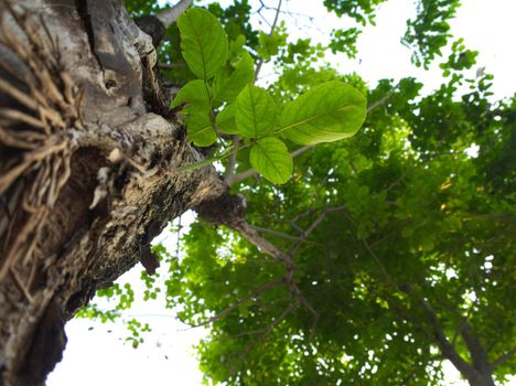 Cracks, notches, abrasions on the surface of large trees In the background that is the leaves of other trees