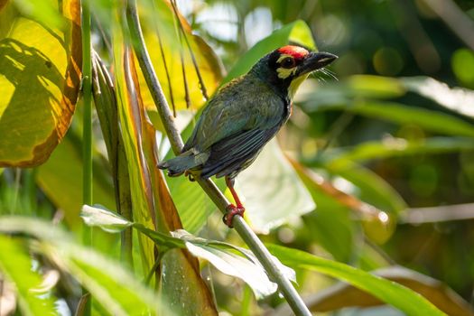 The Coppersmith barbet bird in the garden