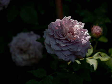 Shape and colors of Princess Kaori the Japanese garden rose