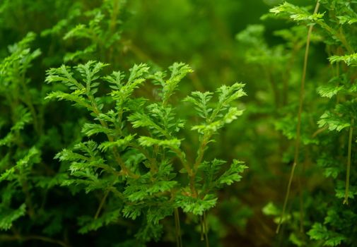 The fine and delicate leaves of the Spike Moss fern