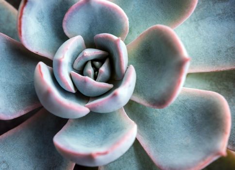 Succulent plant close-up, white wax on silver blue leaves of Echeveria peacockii Subsessilis