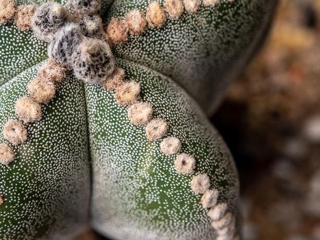 Cactus succulent plant close-up, fluffy tufts and white dot on the lobe of Astrophytum myriostigma Cactus