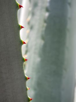 Agave succulent plant, close up white wax on freshness leaves with thorn of Agave leaf