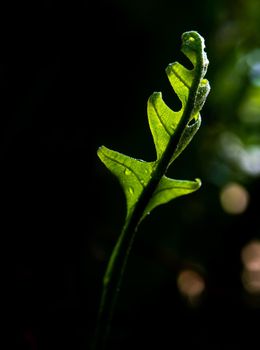 Close-up Freshness green leaves of Oak-Leaf fern on natural background