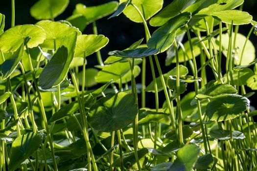 Full-frame leaves of Hydrocotyle umbellate as nature background