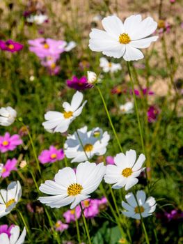 A field of cosmos flowers white and pink color flowers