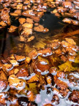 Chopped coconut husks soaked in water to prepare for use as planting material