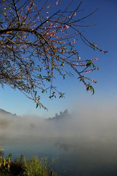 Flower and the morning mist and mountain view in the countryside