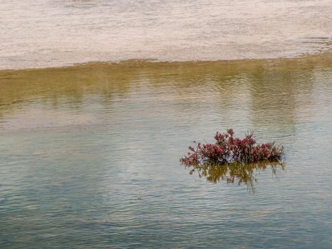 Mangrove plants with red leaves grow in clumps in the water