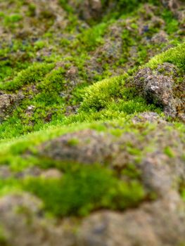 Close-up of freshness green moss growing covered on the moist stone floor, selective focus