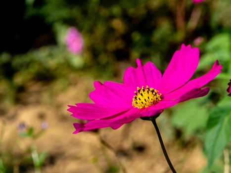 Pink color cosmos flowers in the flower field