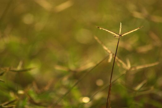 The Crowfoot grass weed field in the morning light