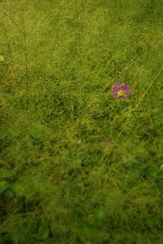 A Pink flower of Asystasia gangetica in the Cyrtococcum patens field