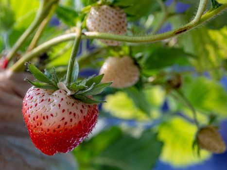 Fresh strawberries have not been collected from a strawberry plant