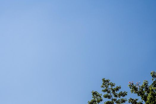 Treetop and the clear blue sky