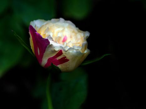 Shape and colors of Fugetsu roses that bloom in Tropical climates