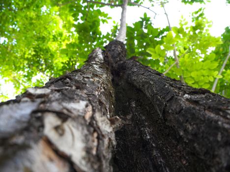 Cracks, notches, abrasions on the surface of large trees In the background that is the leaves of other trees