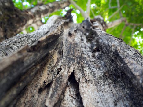 Cracks, notches, abrasions on the surface of large trees In the background that is the leaves of other trees