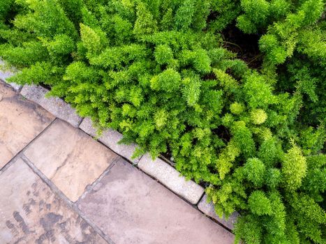 Asparagus Foxtail fern field beside the walkway