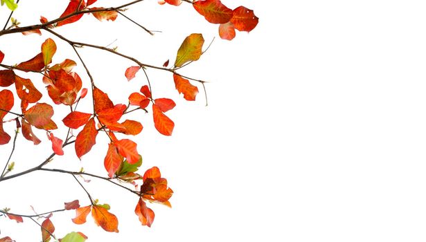 Red leaves of sea-almond tree on white sky background