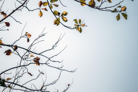 The tops of the teak trees shed their leaves in the dry season