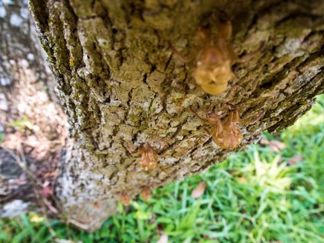 Closeup Molt of Cicada on tree bark