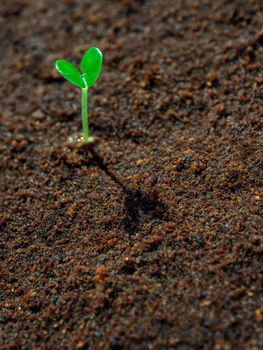 Young seeding sprout up on the moist soil