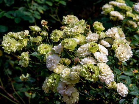 Large Bouquet of White Roses in the planting area