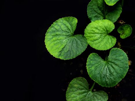 Green leaves of Viola plant on Black background