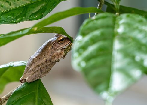 Brown Tree Frog on the small branch of Cape Jasmine
