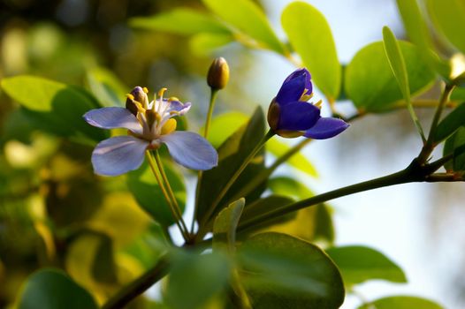 Small purple flowers and shiny green leaves of genus Guaiacum tree of Lignum vitae wood