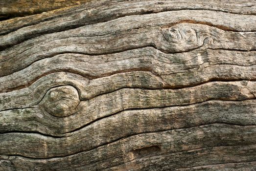 Texture and trenches on surface bark of tree trunk, abstract background