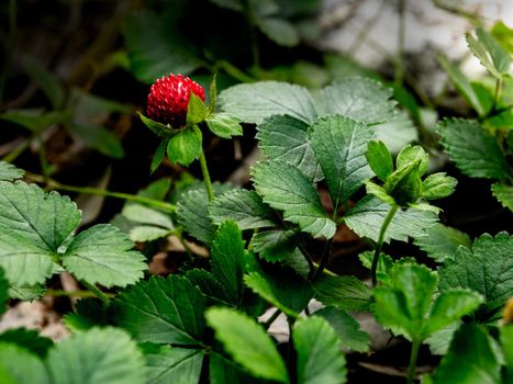 The Mock Strawberry plant for ground cover in the garden