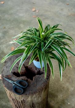 The Spider Plant in small pots to decorate the garden